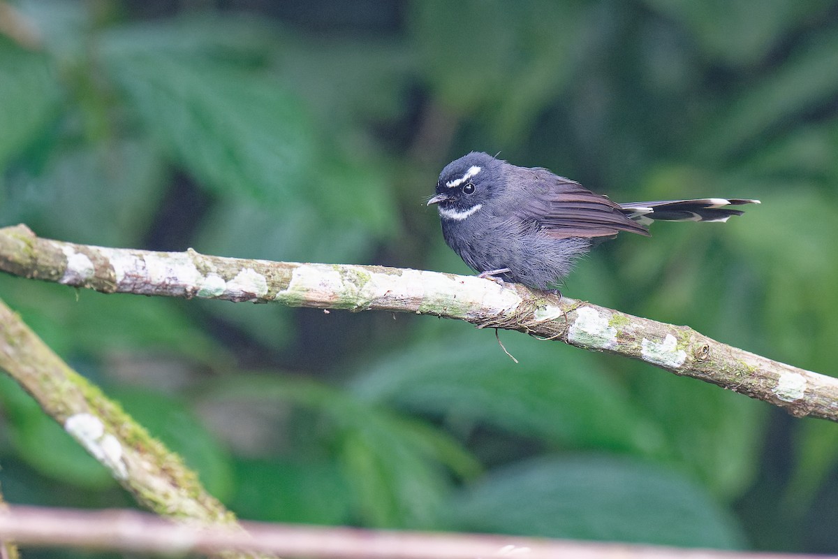White-throated Fantail - Vincent Wang