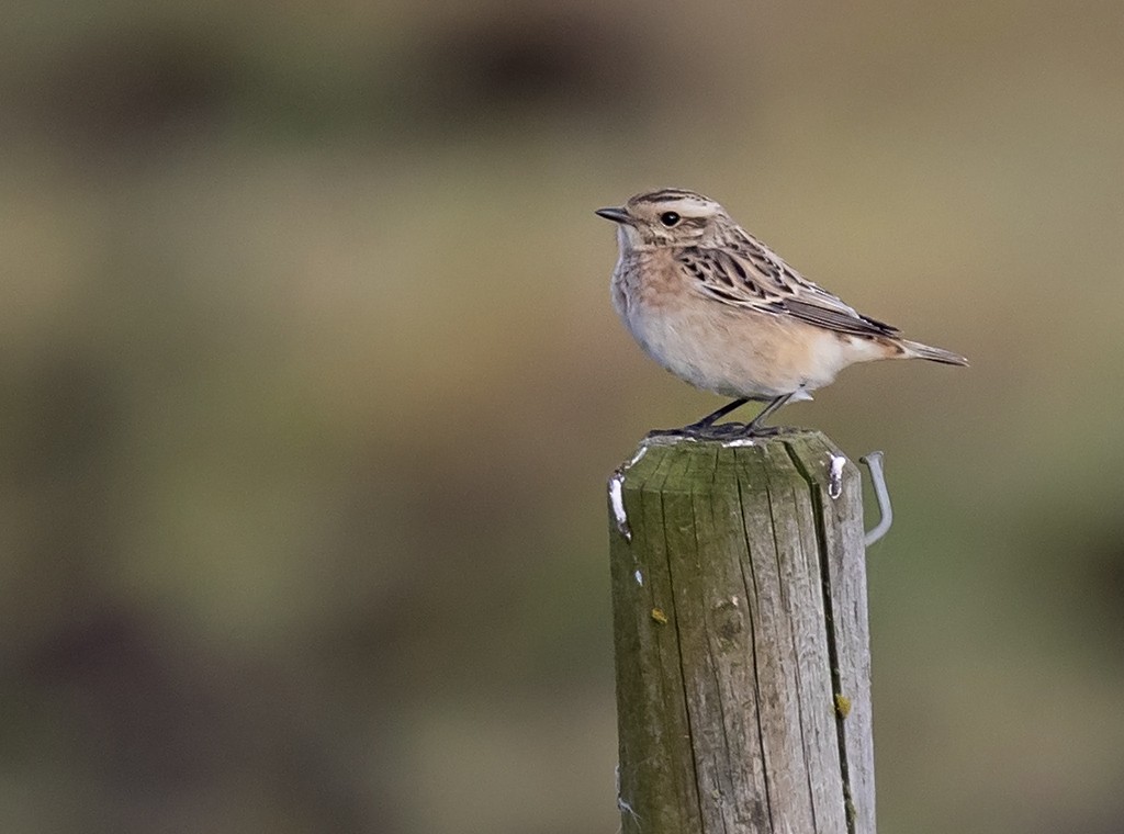 Whinchat - ML375839921
