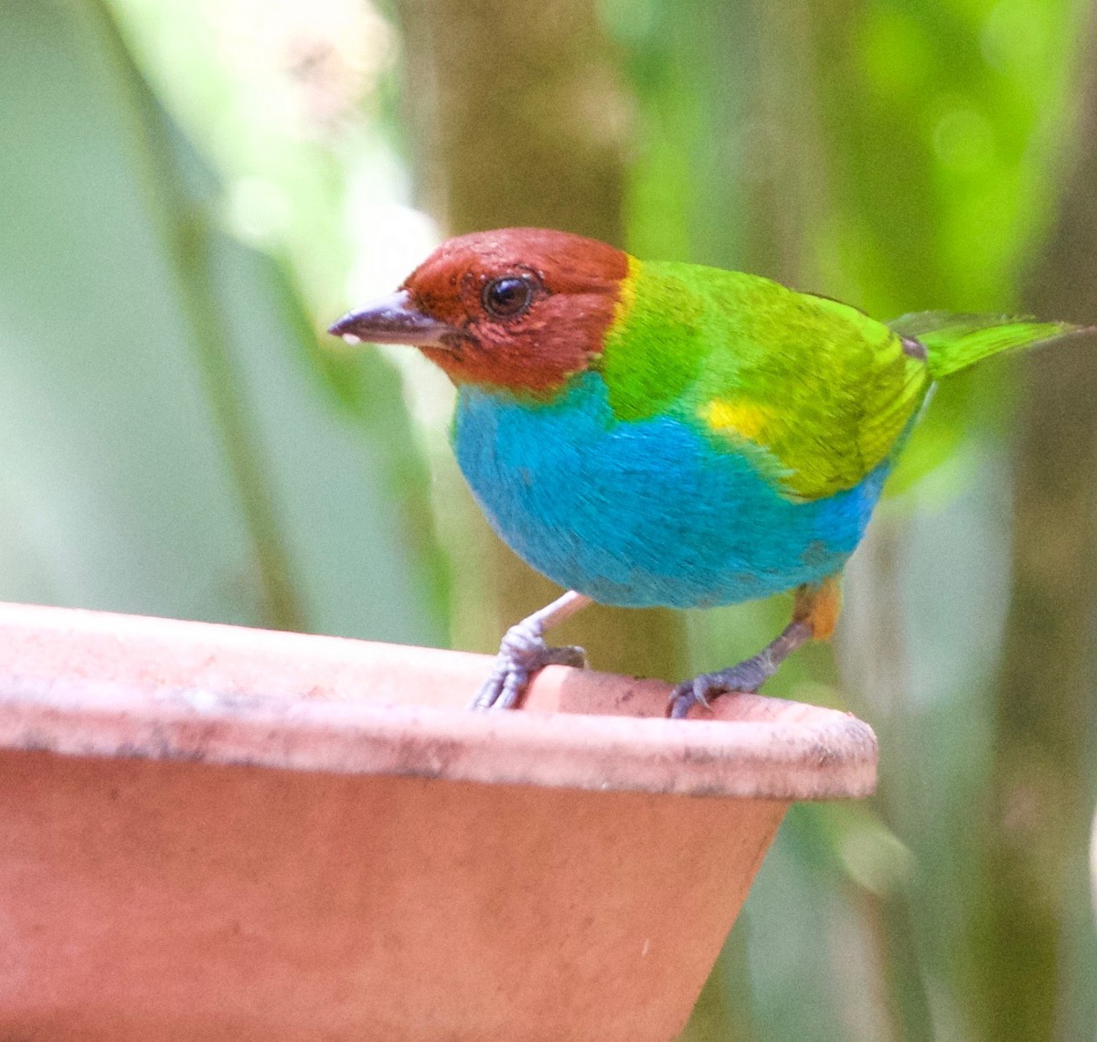 Bay-headed Tanager - ML37584541