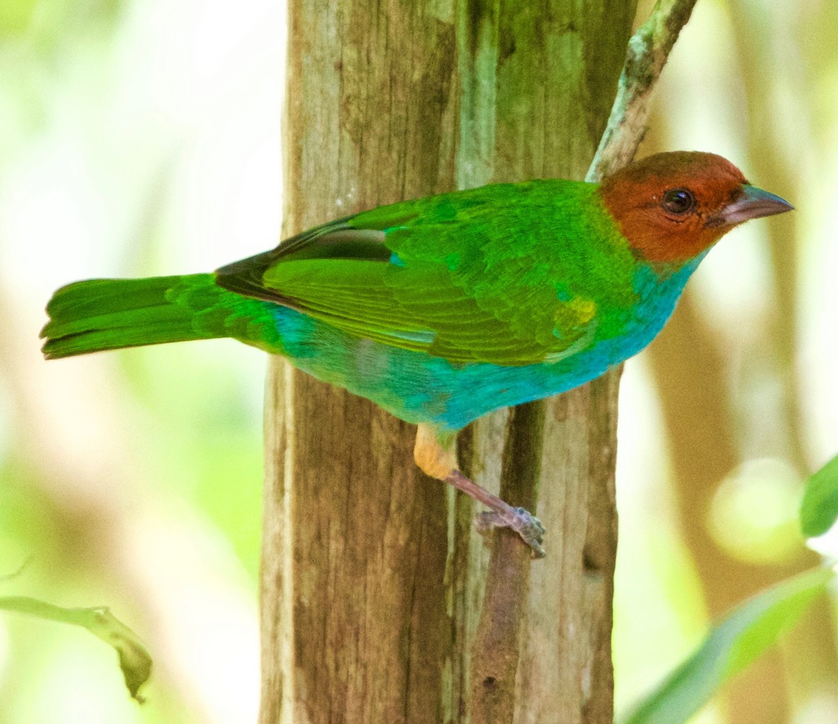 Bay-headed Tanager - ML37584551