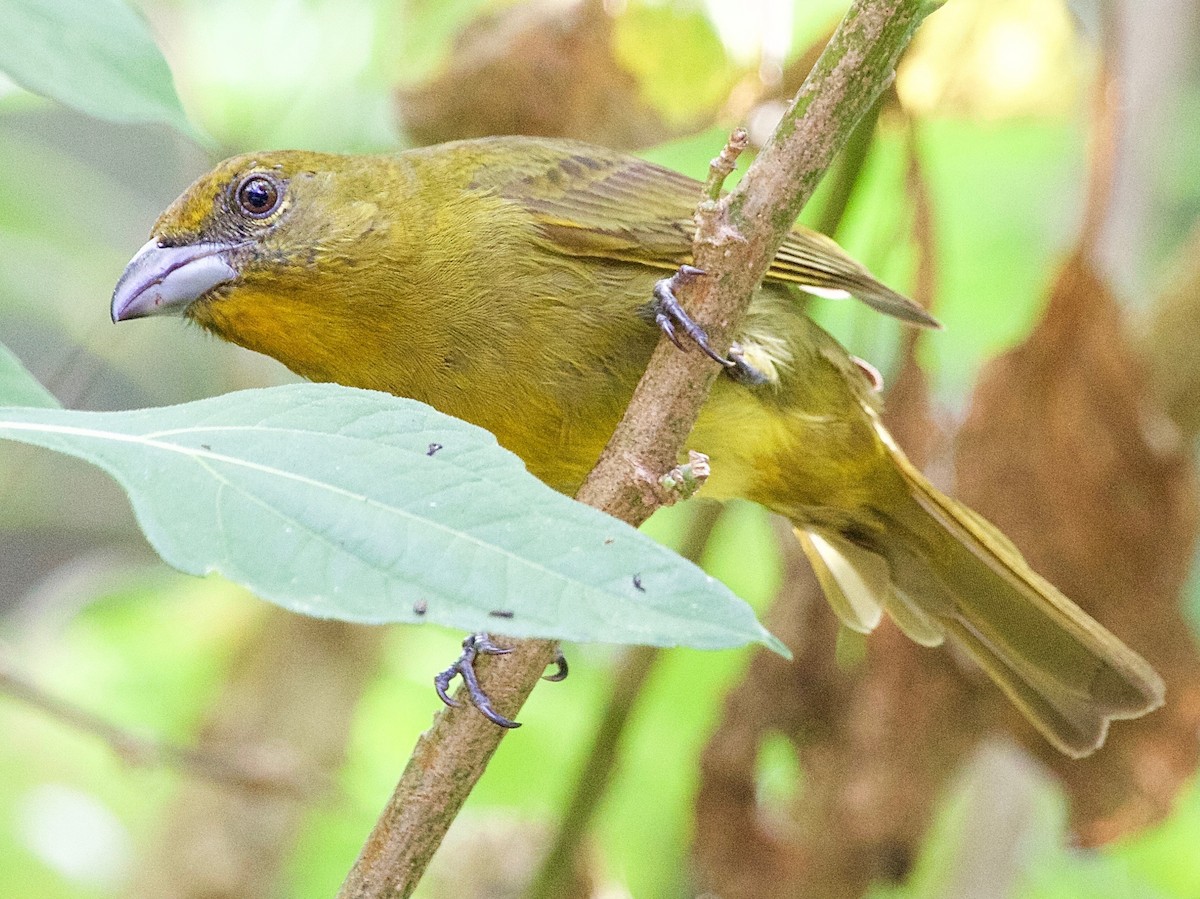Hepatic Tanager - ML37584601