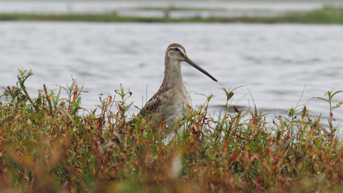 Long-billed Dowitcher - ML375846891