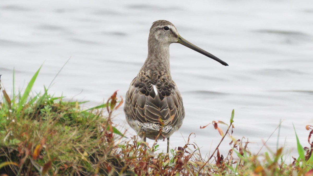 Long-billed Dowitcher - ML375846941
