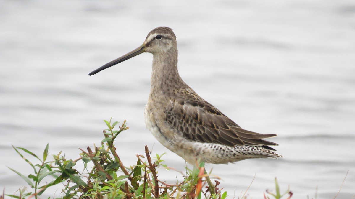 Long-billed Dowitcher - ML375846961