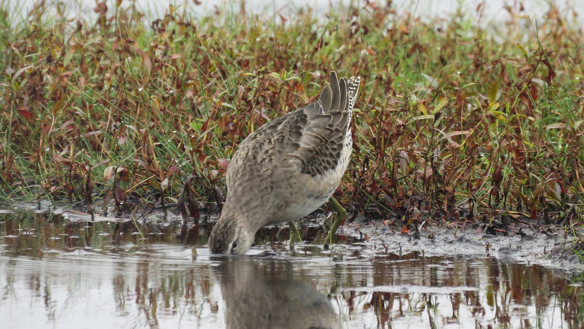 Long-billed Dowitcher - ML375846991