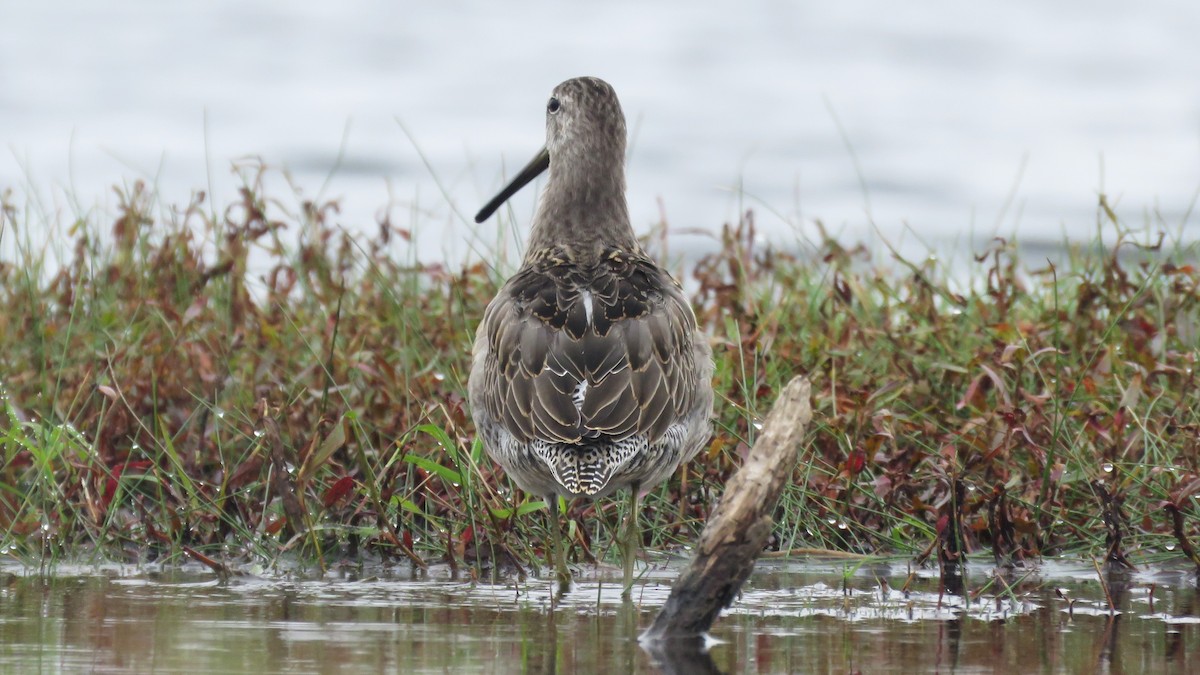 Long-billed Dowitcher - ML375847001