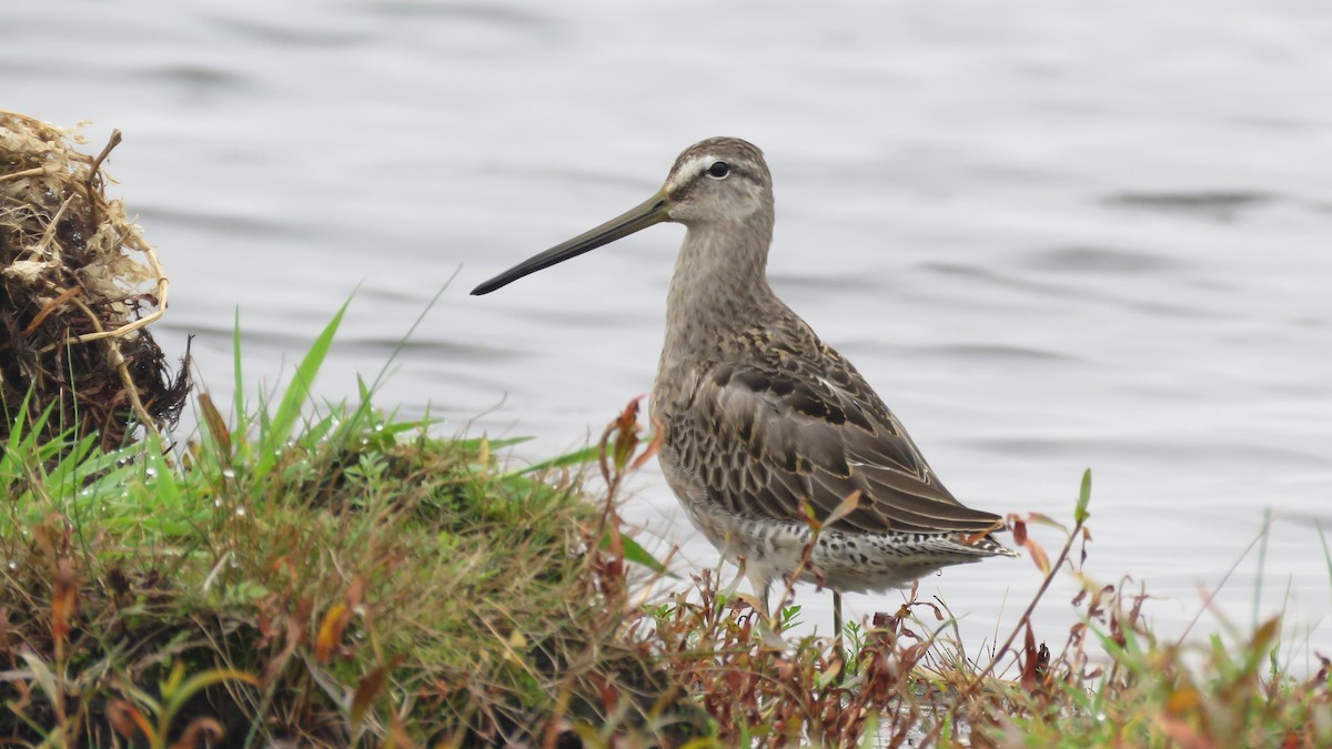 Long-billed Dowitcher - ML375847031