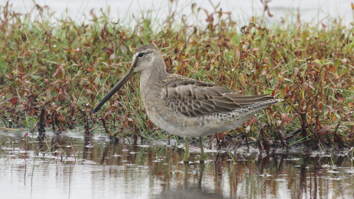 Long-billed Dowitcher - ML375847091