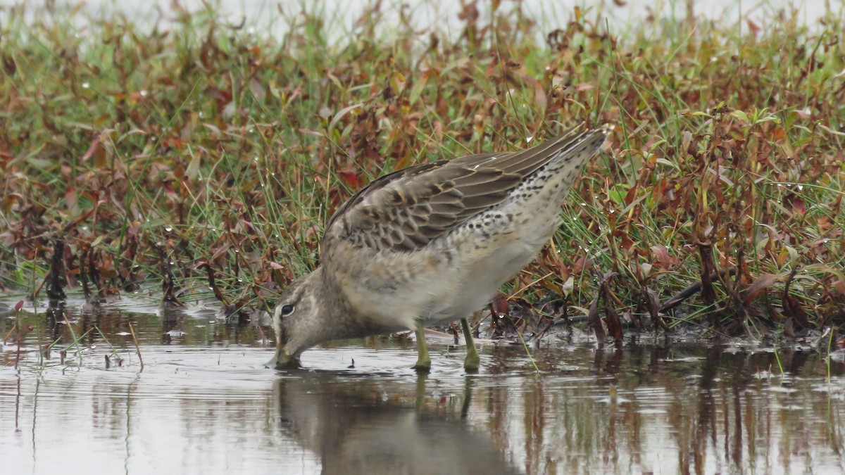Long-billed Dowitcher - ML375847191