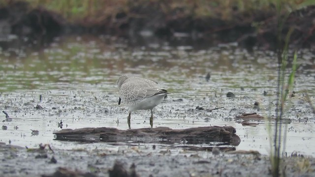 Red Knot - ML375848531