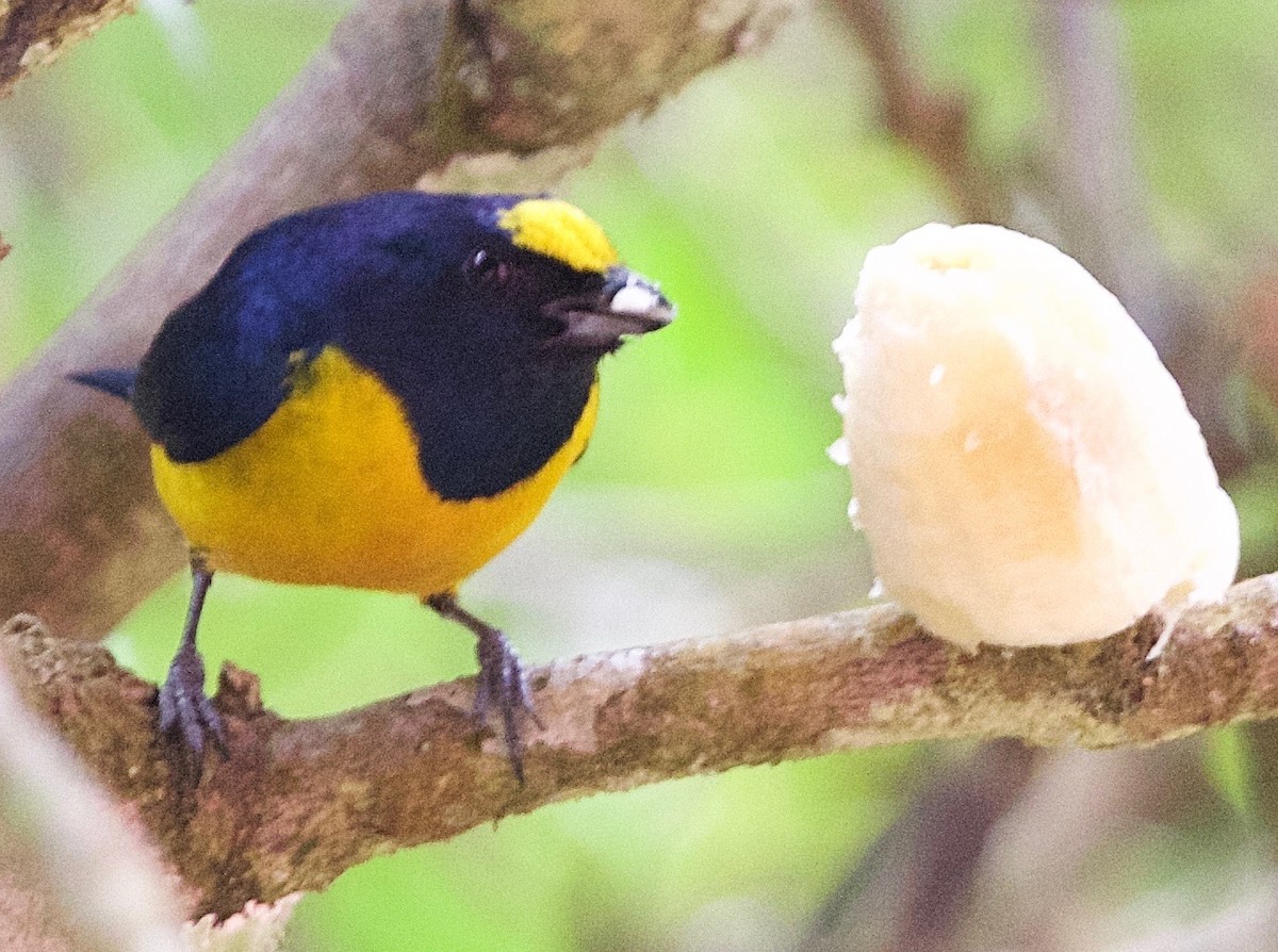 Fulvous-vented Euphonia - Karl Overman