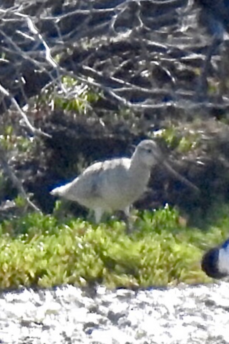 Bar-tailed Godwit - ML375849341