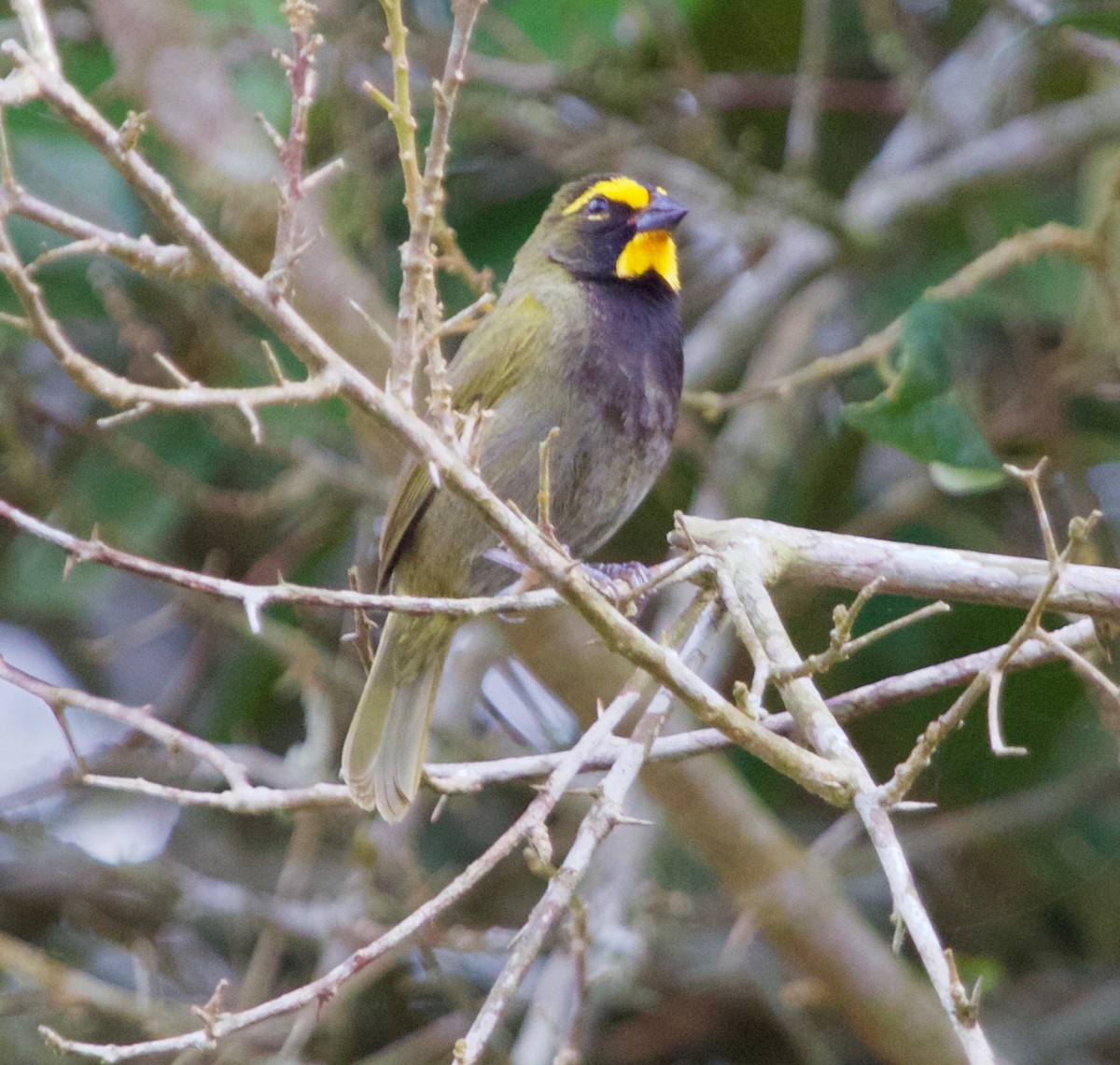 Yellow-faced Grassquit - Karl Overman