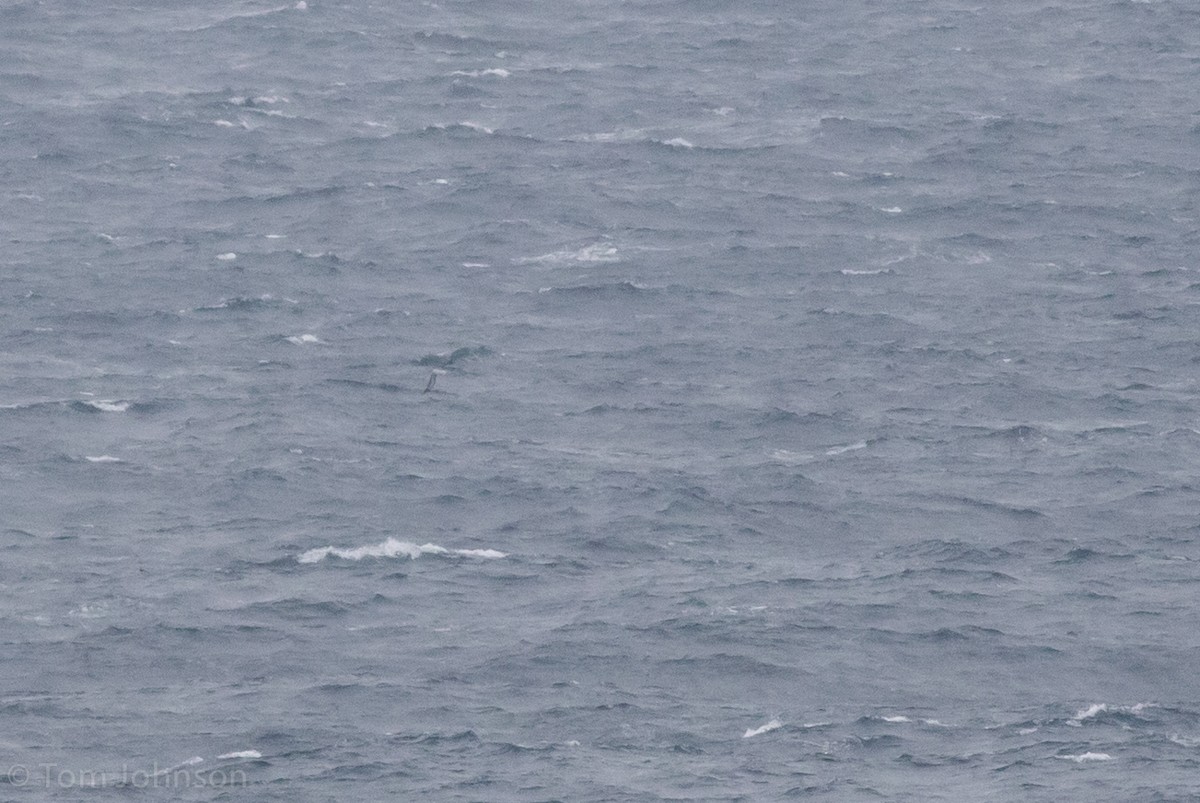 Indian Yellow-nosed Albatross - ML37585431