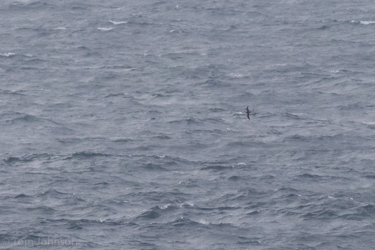 Flesh-footed Shearwater - ML37585451