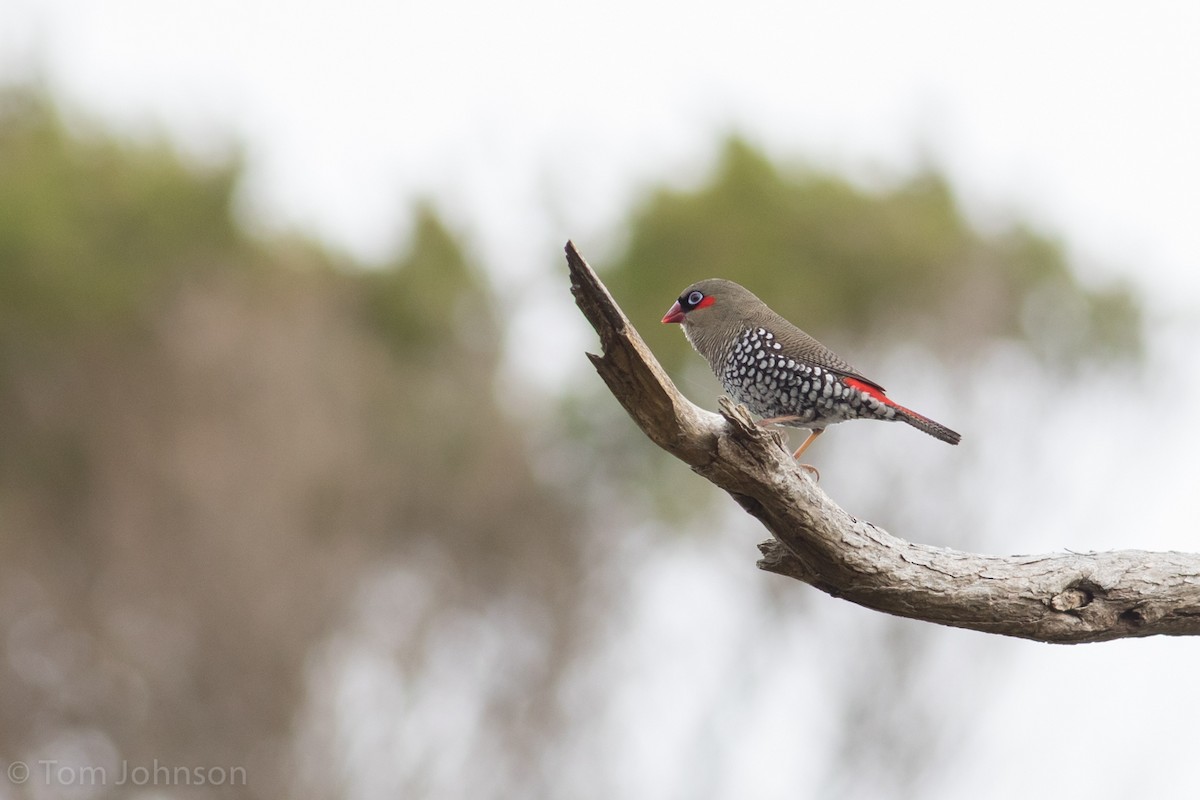 Red-eared Firetail - ML37585651
