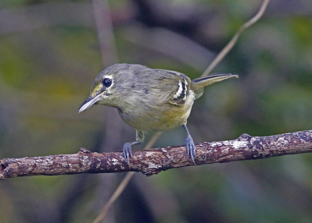 Thick-billed Vireo - ML375857001