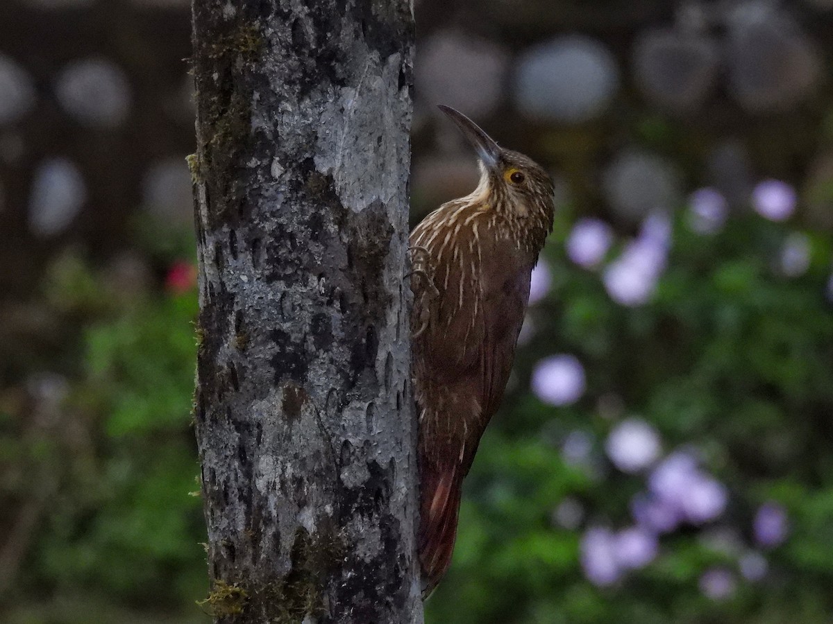 Strong-billed Woodcreeper - Carlos Ulate