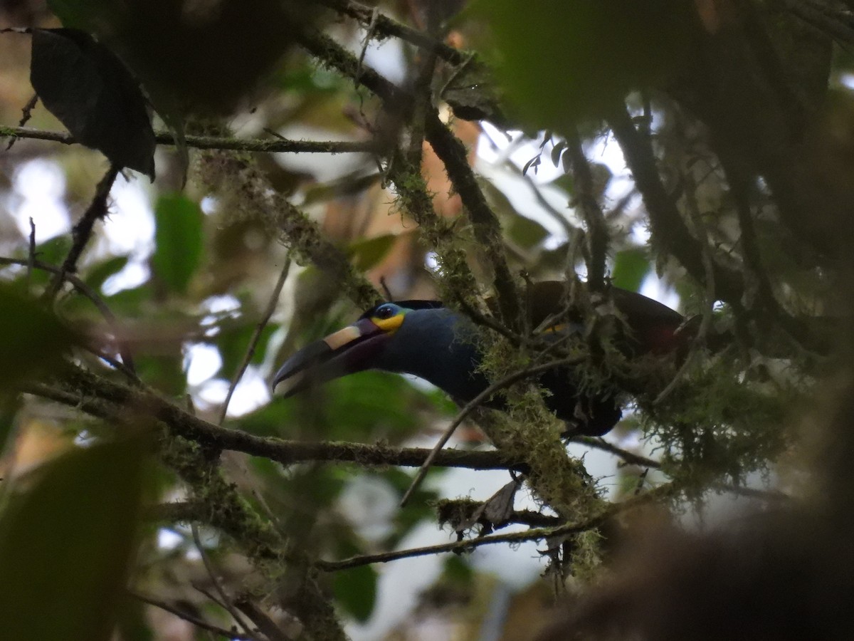 Plate-billed Mountain-Toucan - Carlos Ulate