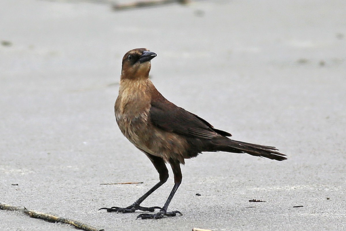 Boat-tailed Grackle - ML37586631
