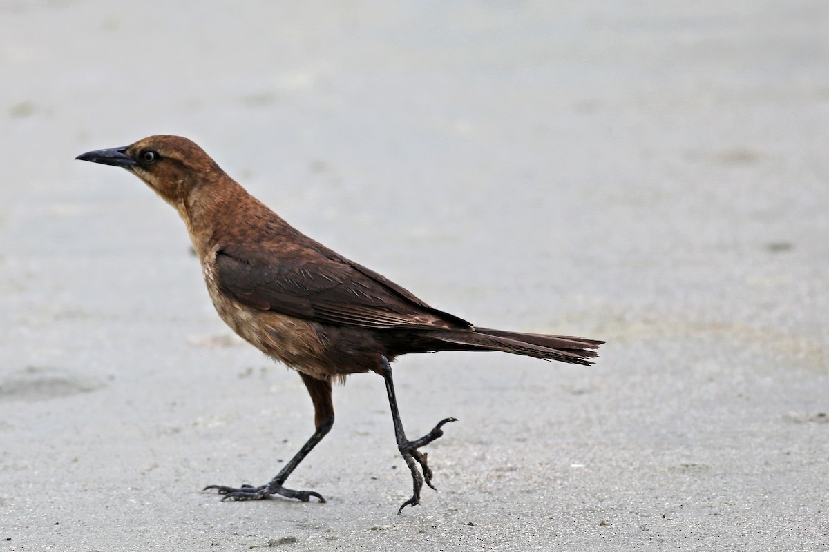 Boat-tailed Grackle - ML37586641