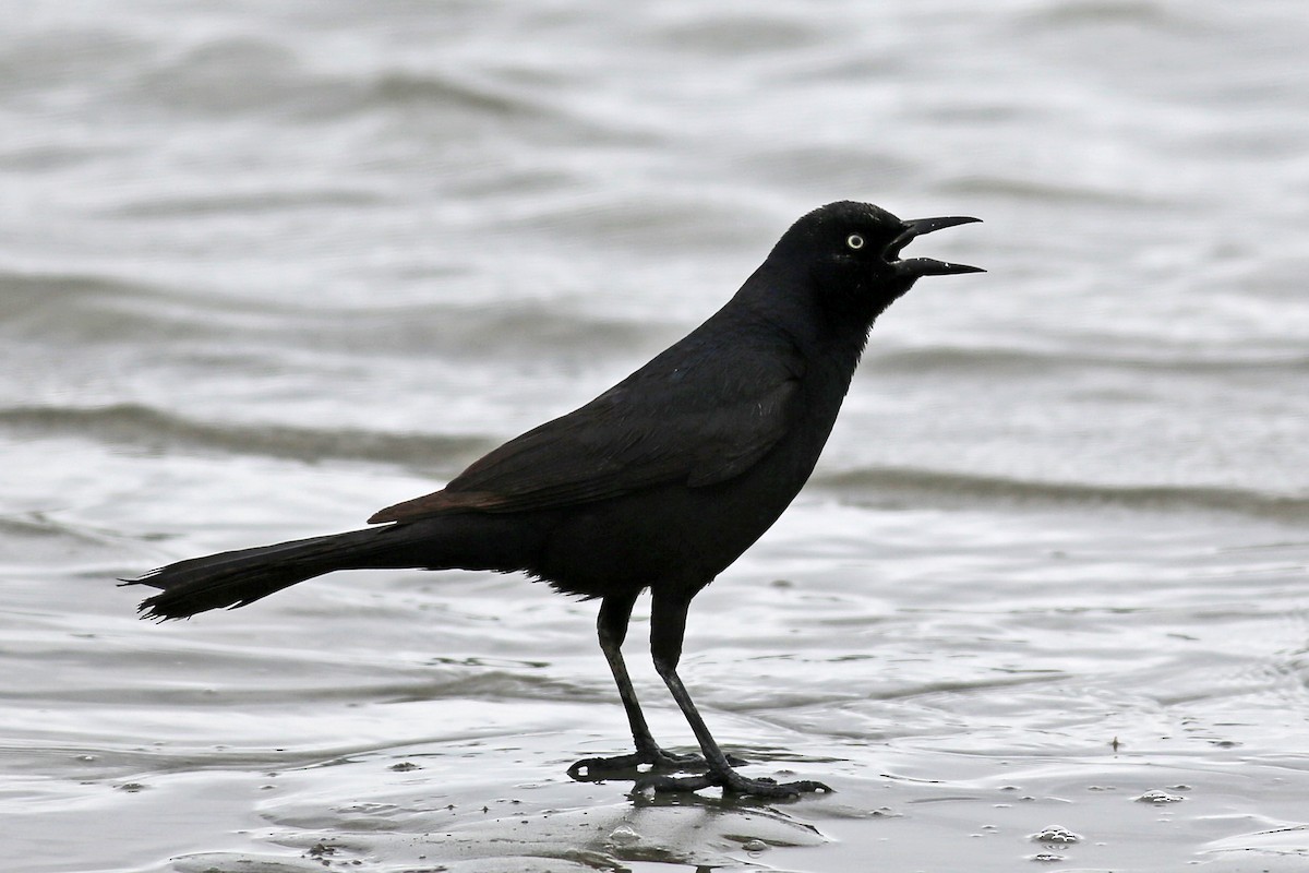 Boat-tailed Grackle - ML37586661