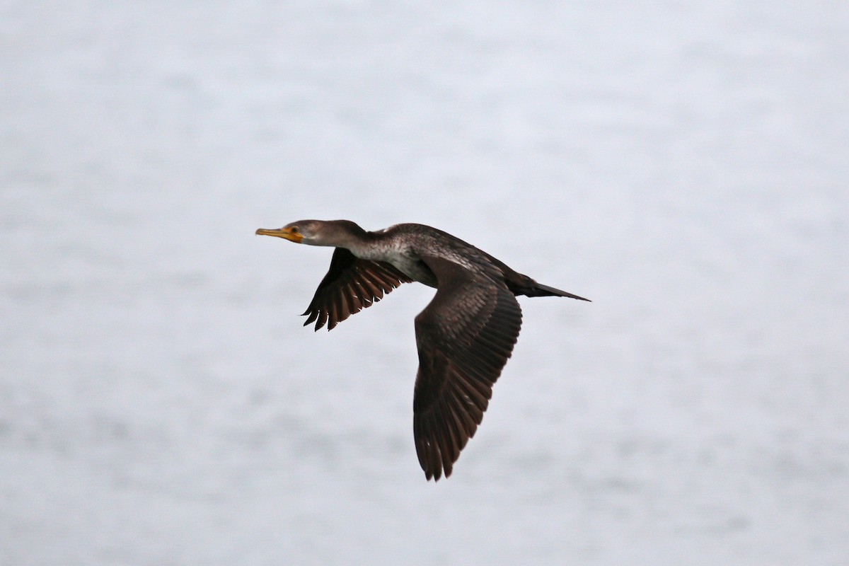 Double-crested Cormorant - William Keim