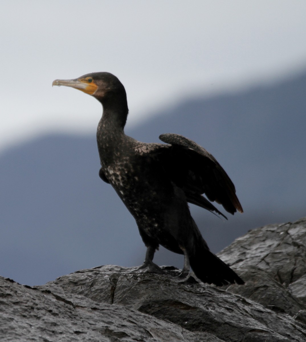 Great Cormorant (Australasian) - ML37586841