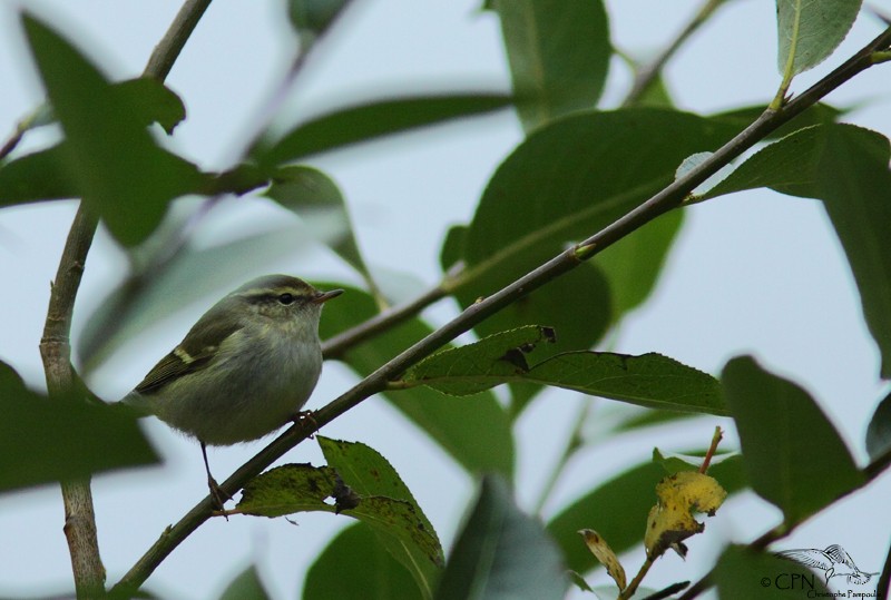 Yellow-browed Warbler - Christophe Pampoulie