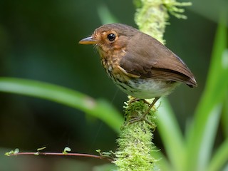  - Ochre-breasted Antpitta