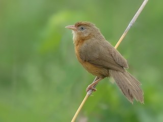  - Tawny-bellied Babbler