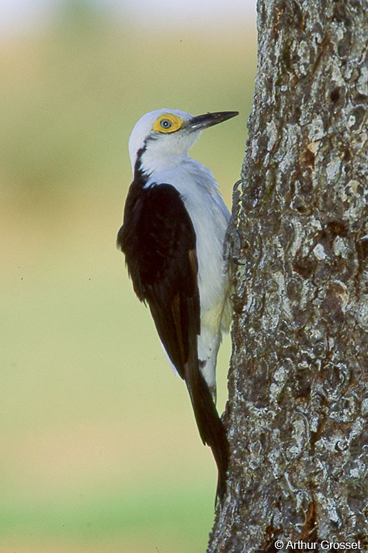 White Woodpecker - Arthur Grosset