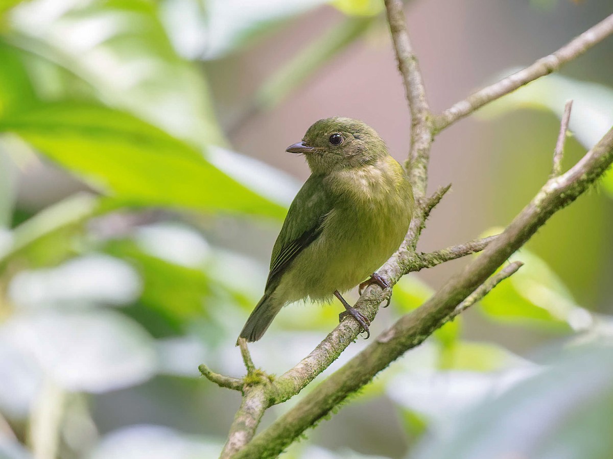 Green Manakin - Cryptopipo holochlora - Birds of the World