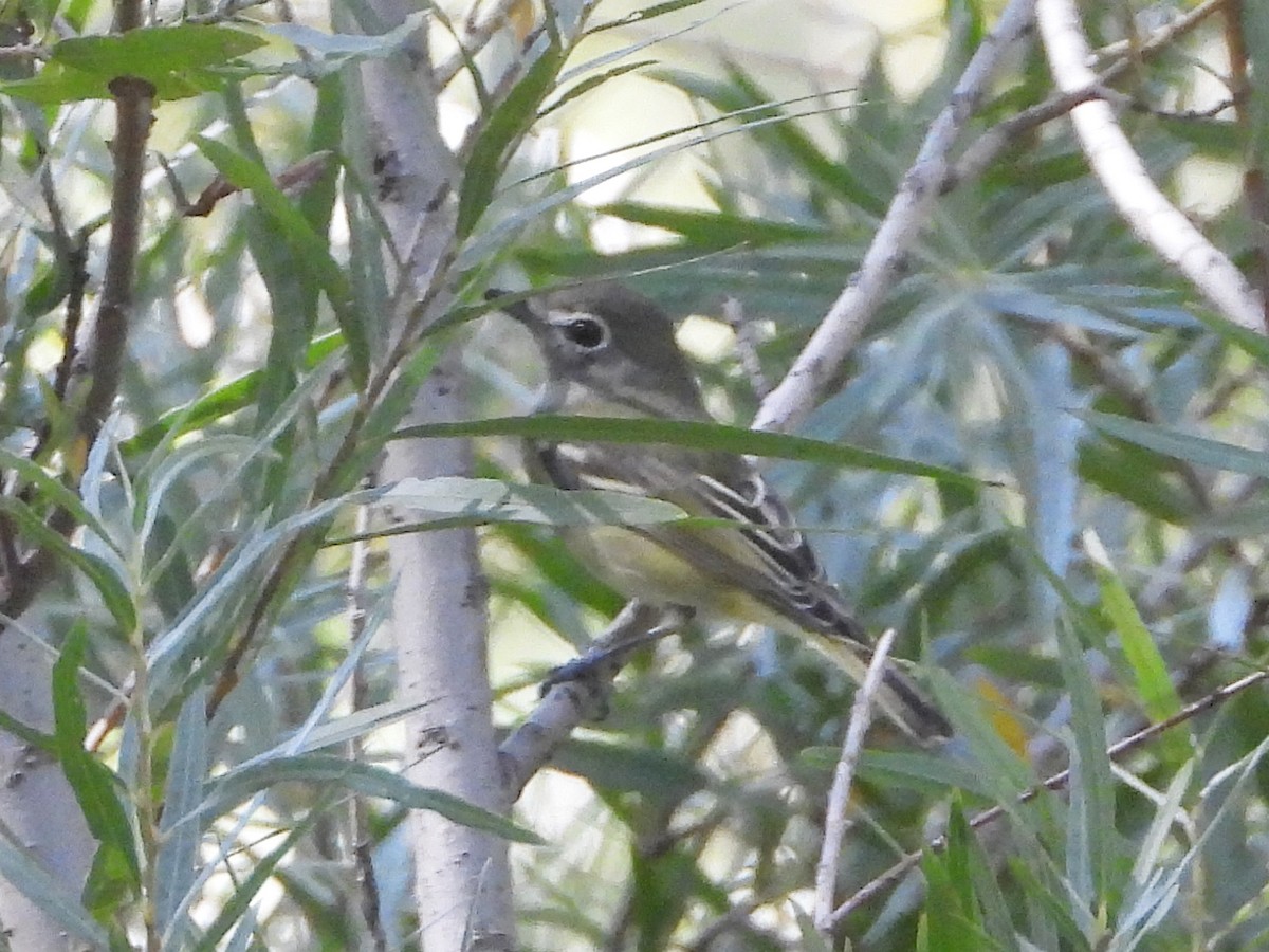 Cassin's Vireo - Pam Griffin