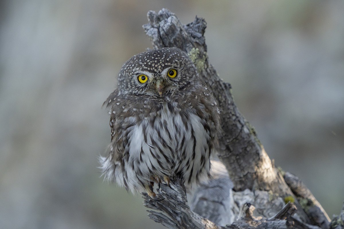 Northern Pygmy-Owl - ML375882421