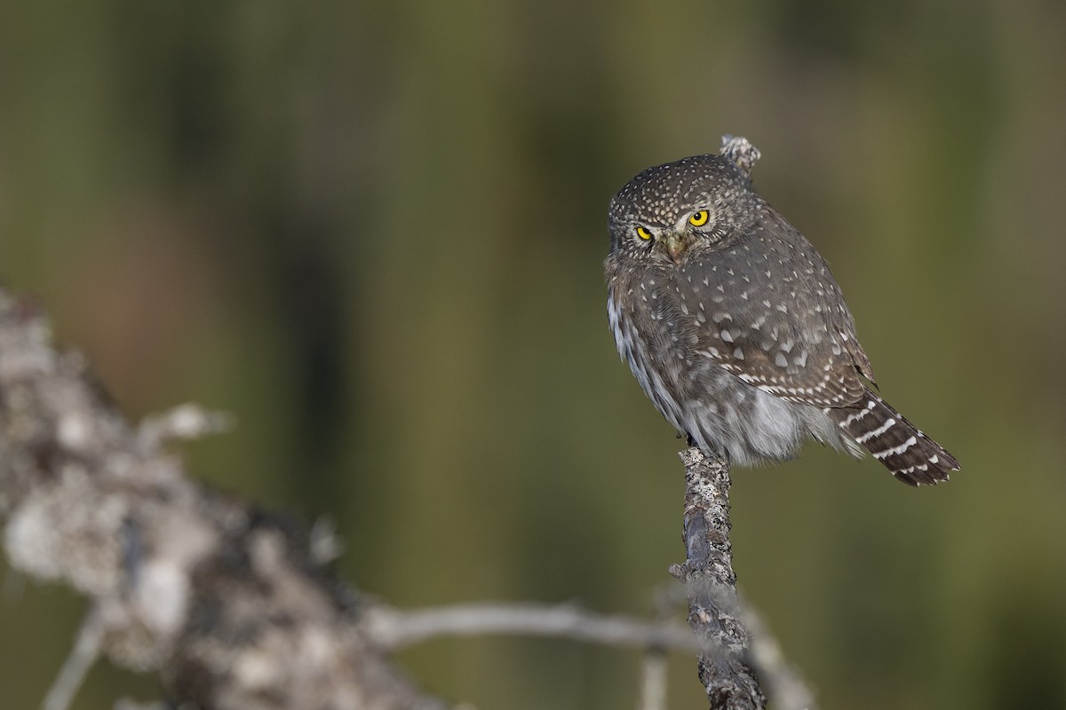 Northern Pygmy-Owl - Joshua Covill