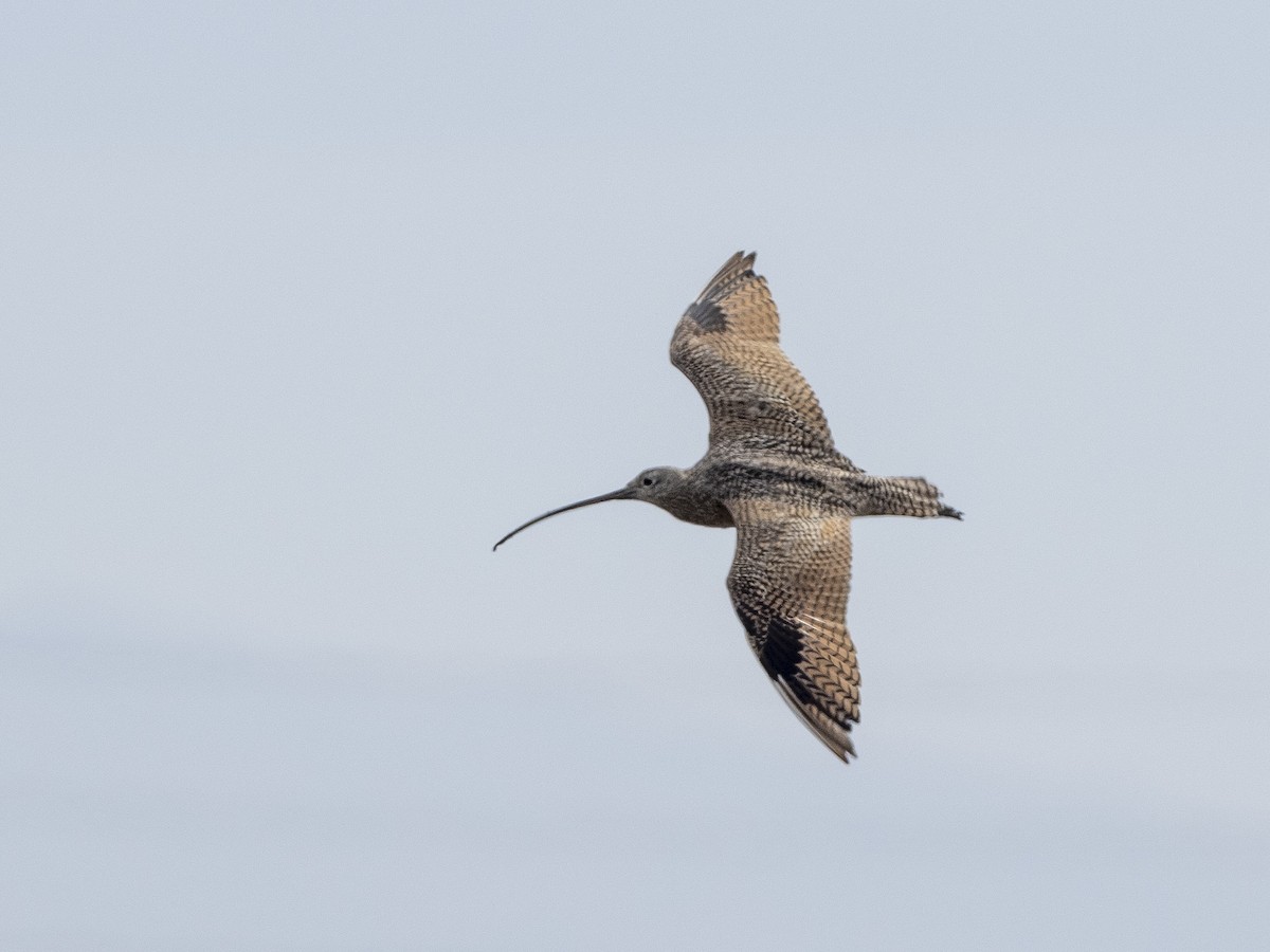 Long-billed Curlew - ML375882611