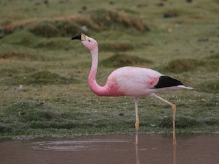  - Andean Flamingo