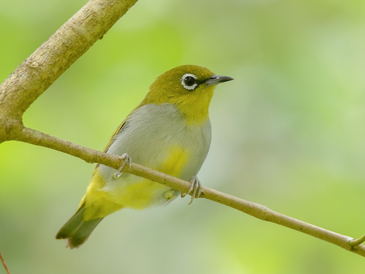 Hume's White-eye - Zosterops auriventer - Birds of the World