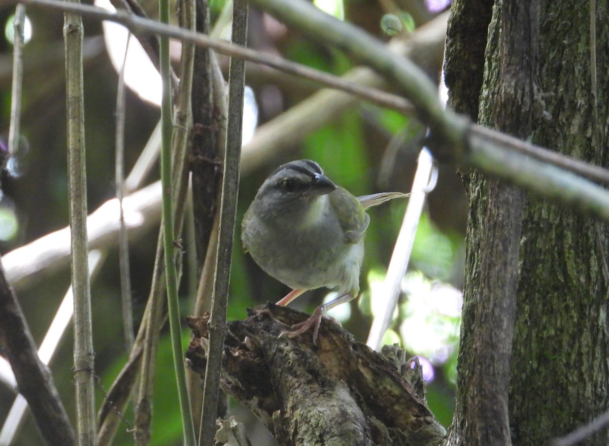 Green-backed Sparrow - ML375884881