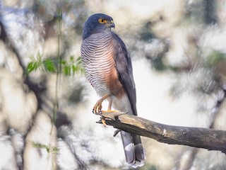  - African Goshawk (Ethiopian)