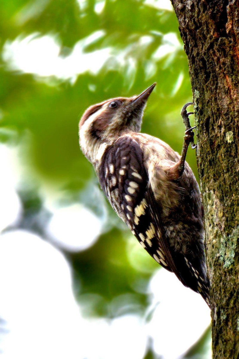 Brown-capped Pygmy Woodpecker - ML375887171