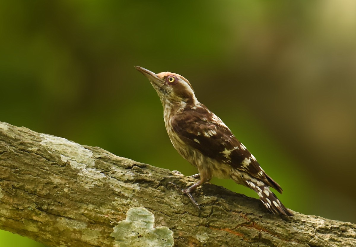 Brown-capped Pygmy Woodpecker - ML375888751