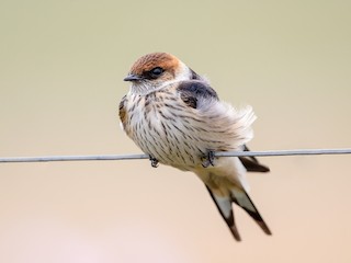  - Greater Striped Swallow