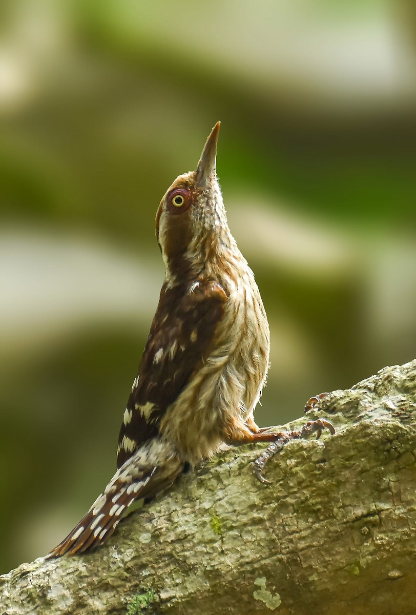 Brown-capped Pygmy Woodpecker - ML375889761