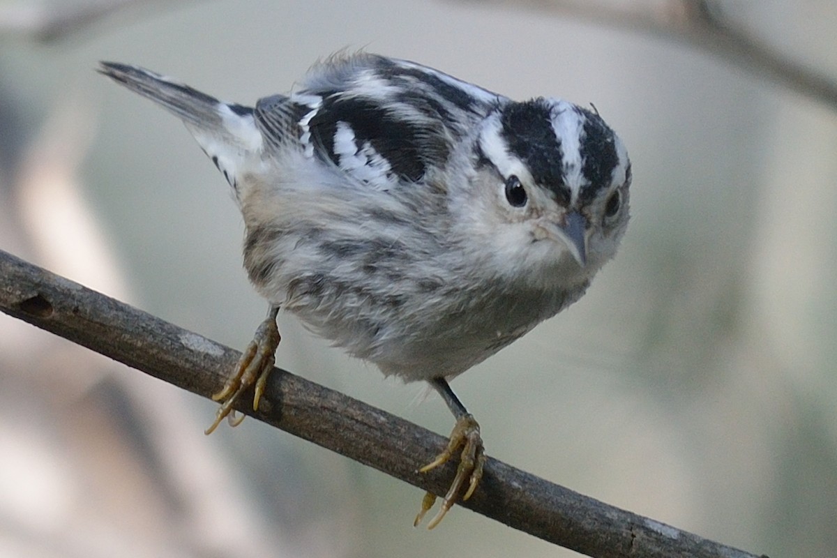Black-and-white Warbler - ML37589551