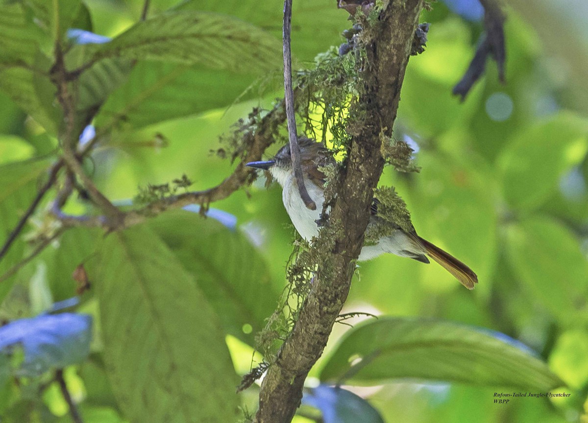 Chestnut-tailed Jungle Flycatcher - ML375899271