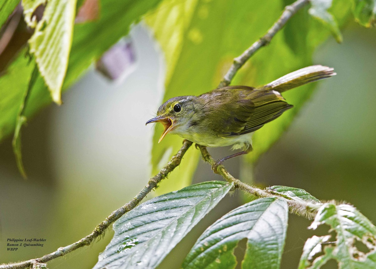 Philippine Leaf Warbler - ML375899361