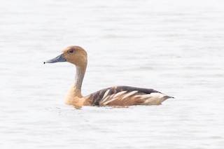 Fulvous Whistling-Duck, ML375901121