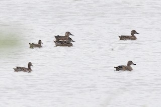 Blue-winged Teal, ML375901211
